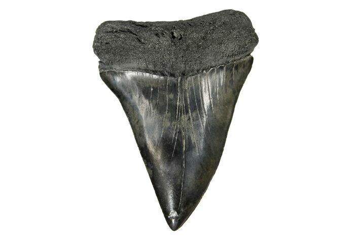 Fossil Broad-Toothed Mako Tooth - South Carolina #170443